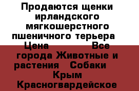 Продаются щенки ирландского мягкошерстного пшеничного терьера › Цена ­ 30 000 - Все города Животные и растения » Собаки   . Крым,Красногвардейское